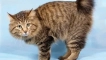 Описание на породата kurilsky bobtail